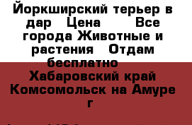 Йоркширский терьер в дар › Цена ­ 1 - Все города Животные и растения » Отдам бесплатно   . Хабаровский край,Комсомольск-на-Амуре г.